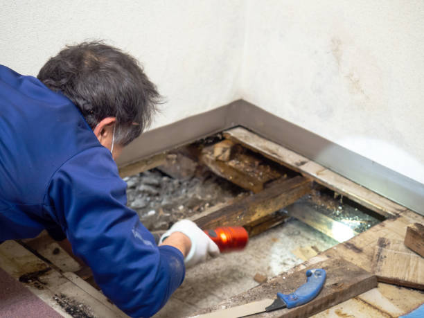 Best Local Mold Removal Service  in Logan, UT