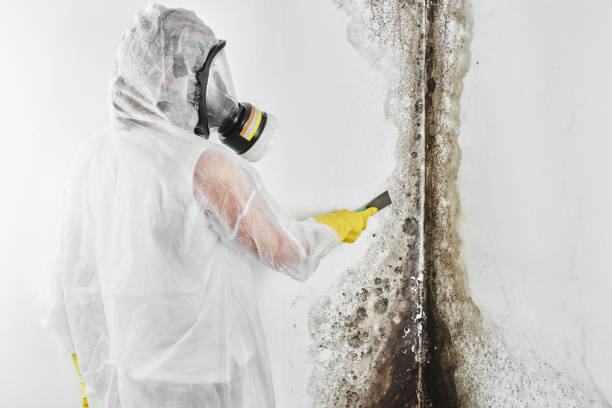 Mold Removal Process in Logan, UT