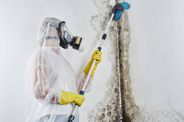 Best Residential Mold Removal  in Logan, UT