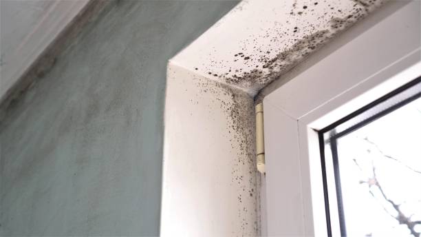 Best Emergency Mold Removal  in Logan, UT