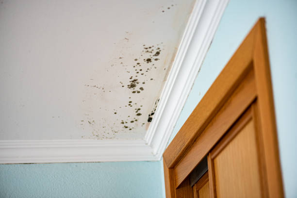 Best Mold Cleaning Services  in Logan, UT