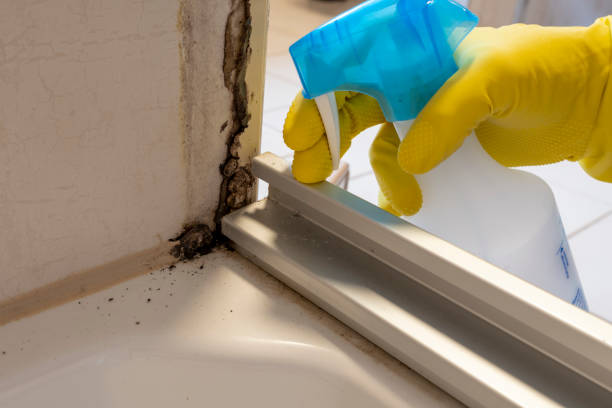 Certified Mold Removal in Logan, UT