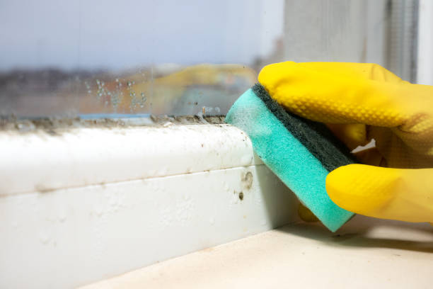 Best Fast Mold Removal  in Logan, UT