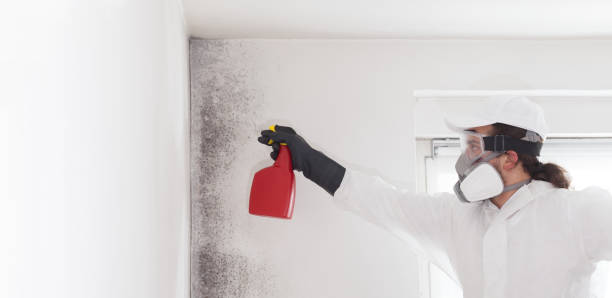 Best Mold Removal Process  in Logan, UT