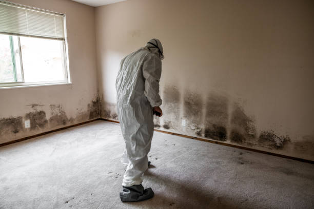 Office Mold Removal Services in Logan, UT
