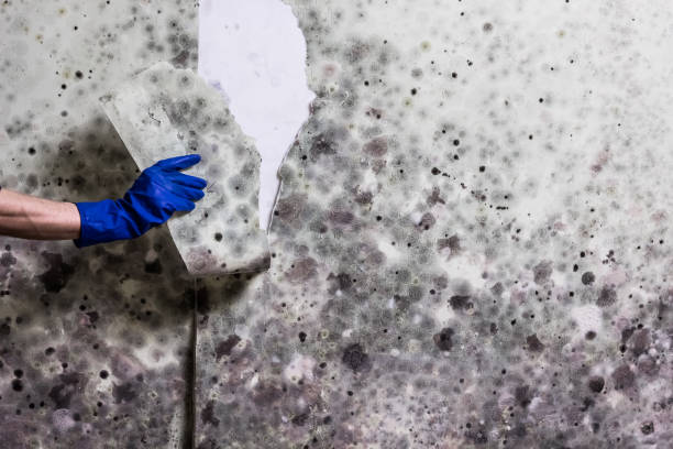 Best Affordable Mold Removal  in Logan, UT