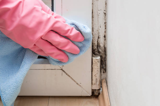 Best Mold Testing  in Logan, UT