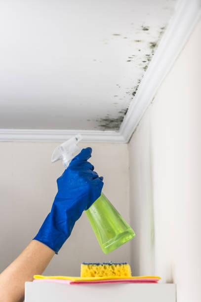 Best Same-Day Mold Removal  in Logan, UT